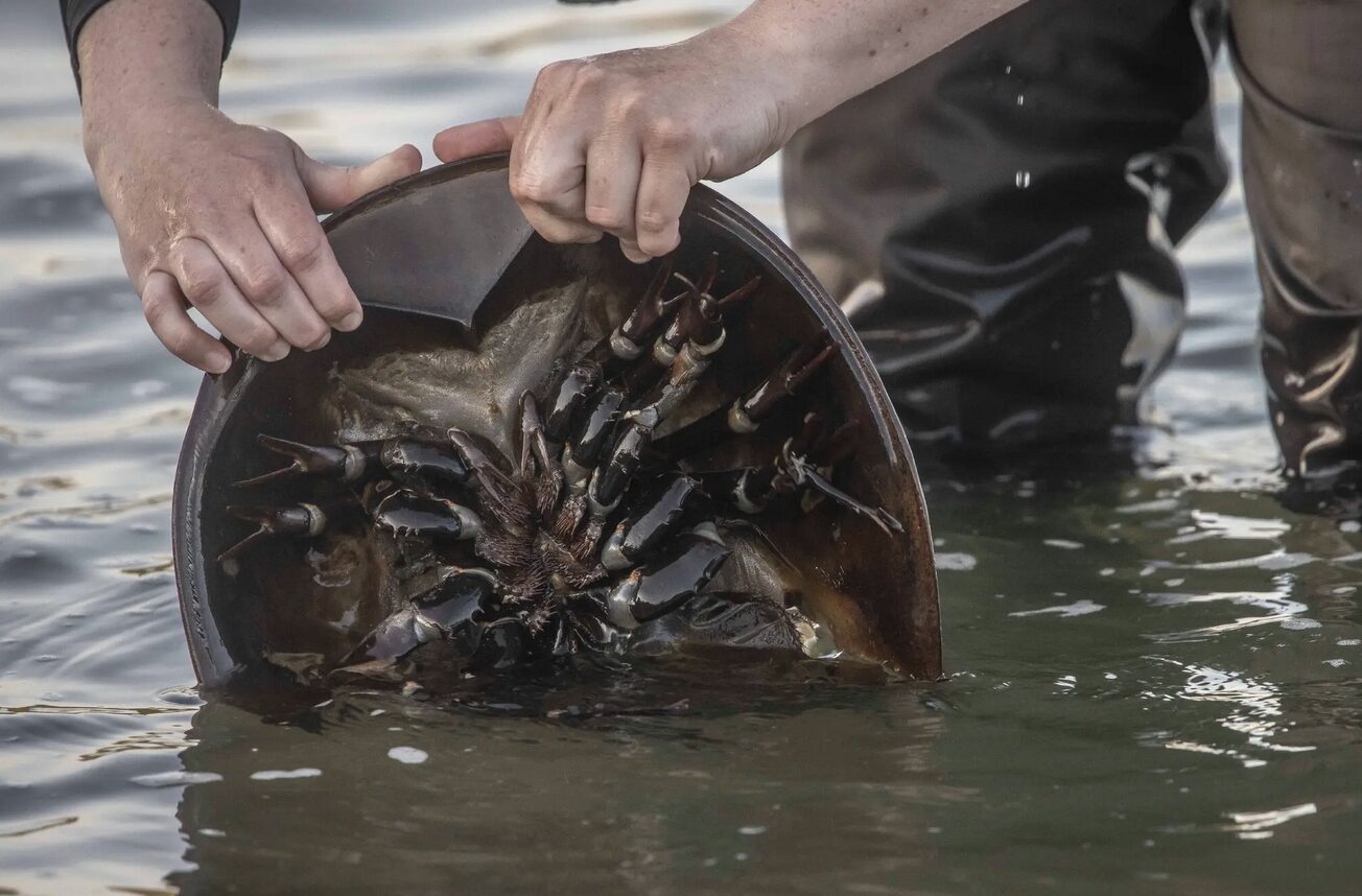 New York State Updates HSC Laws